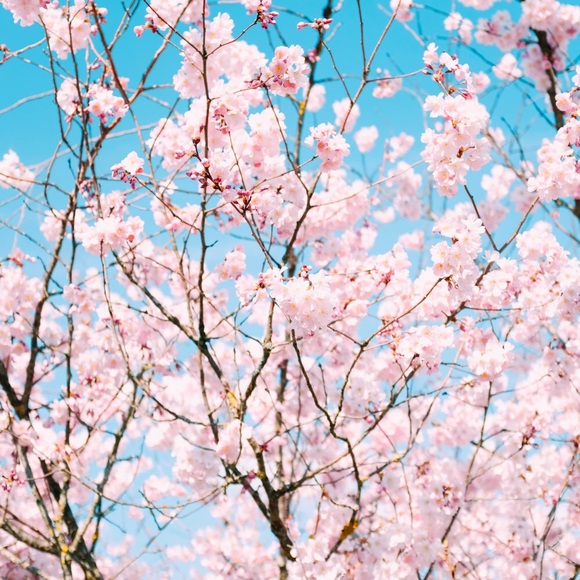 Meet your Posher, Tika - Picture 1 of 1